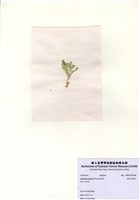藏品(楔形仙掌藻)的圖片